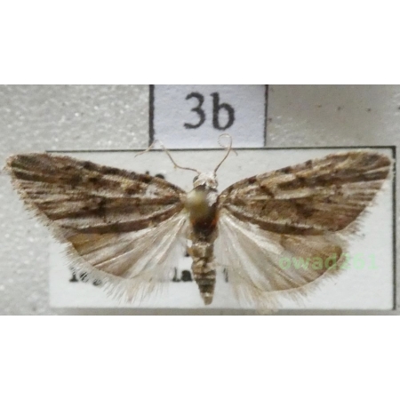 Nola cicatricalis (Treitschke, 1835) Slovakia3b